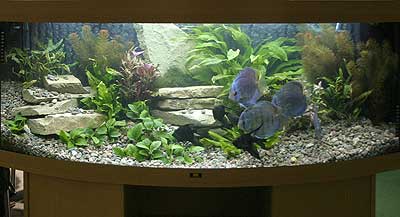 декоративный аквариум со взрослыми дискусами и скаляриями увидишь не в каждом зоомагазине