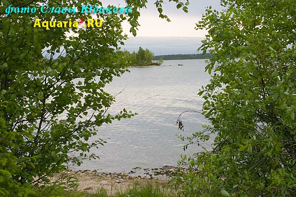 берег озера Имандра