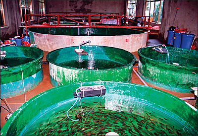 Опытная рыборазводческая ферма Института рыбоводства
