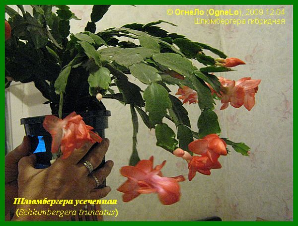 Шлюмбергера усеченная (Schlumbergera truncata)
