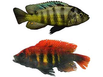 Самец Pundamilia pundamilia (сверху) и самец Pundamilia nyererei (внизу). Фото авторов исследования