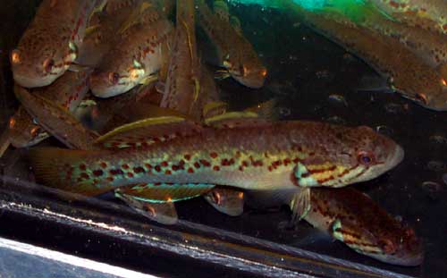 Картинка с форума